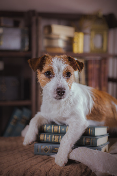 Jack Russell dog  - Fotoğraf, Görsel
