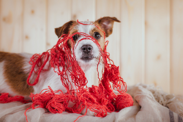 Jack Russell cão
  - Foto, Imagem