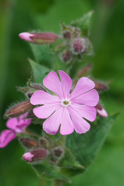 Natural vertical colorful close-up on an emerging red campion , Silene dioica - Photo, Image