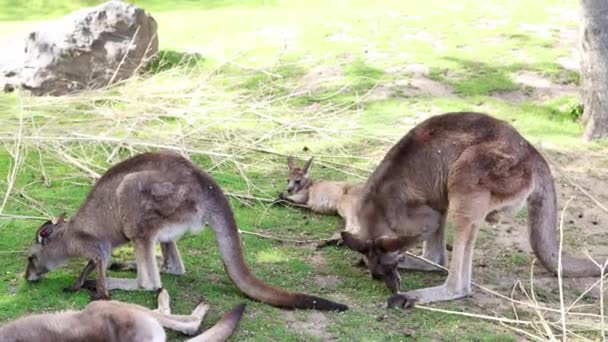 Un grupo de canguro juguetea en un claro entre árboles y arbustos en el zoológico. Grupo de canguros grises orientales alimentándose de la hierba. Imágenes de 4k. - Metraje, vídeo