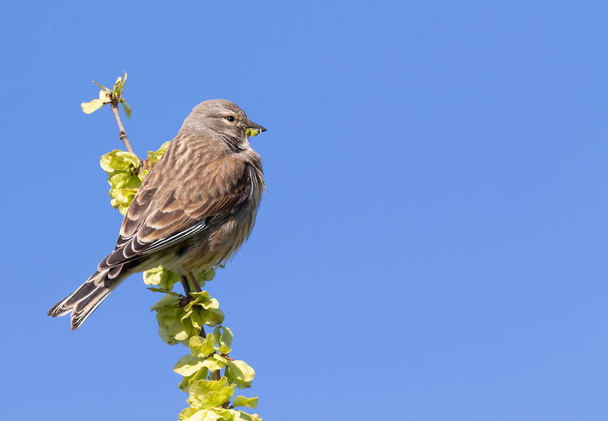 Common linnet, Linaria cannabina. The male sits on a branch against the sky - Photo, Image