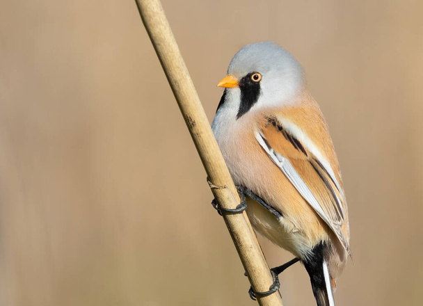 Bearded reedling, Panurus biarmicus. The male sits on a reed stalk on the riverbank - Photo, image
