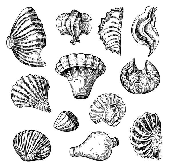 Sea shells hand drawn sketch in doodle style illustration - Vector, imagen