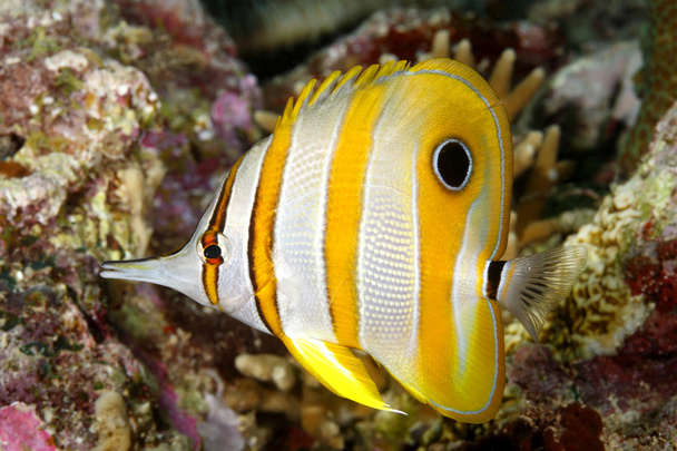 Beaked Coralfish - Photo, Image
