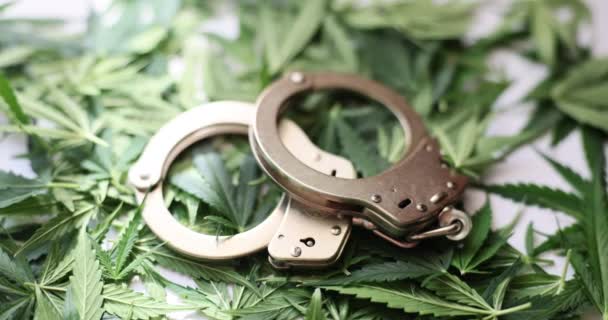 白い表面に散在緑の大麻の葉のヒープ上の手錠ペア。違法薬物の責任。麻薬生産の罪で投獄され - 映像、動画