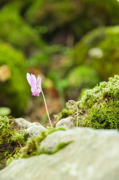 close up of seasonal flowering of cyclamen in forest  - Photo, Image