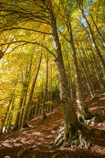 foliage in the forest during the autumn season, autumn in the beechwood - Fotoğraf, Görsel