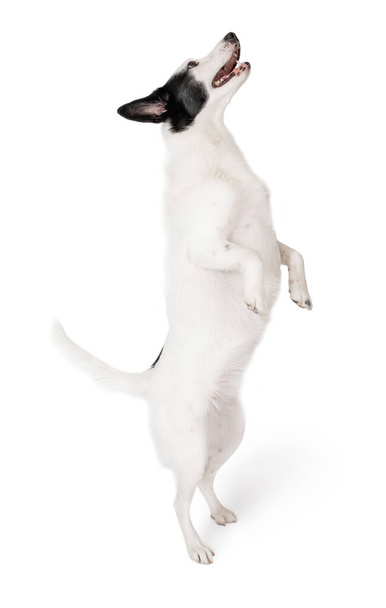Active Border collie dog de pie sobre patas traseras (patas) sobre fondo blanco. Divertido perro blanco bailando mirando hacia arriba. Serie temática animal aislada sobre fondo blanco  - Foto, Imagen