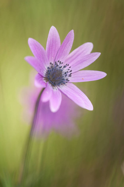 紫色のイソギンチャクの花 - 写真・画像