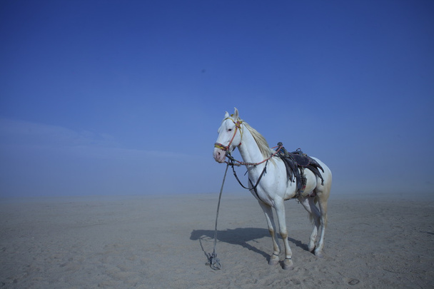 Cavallo Bianco nel deserto
 - Foto, immagini