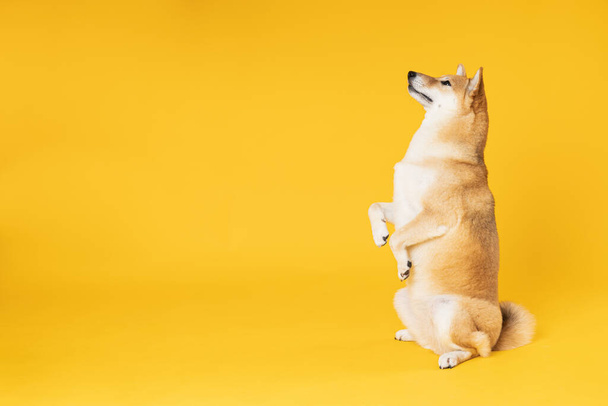 Shiba Inu cute dog on yellow background - Foto, Imagen
