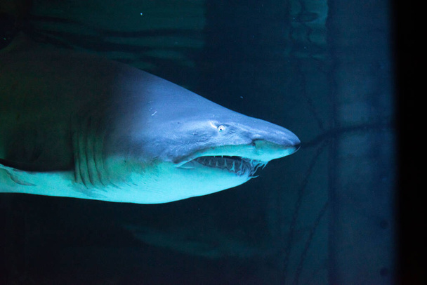 Akvaryumdaki büyük köpekbalığı ziyaretçilerin önünde fotoğrafının çekilmesine izin veriyor. - Fotoğraf, Görsel