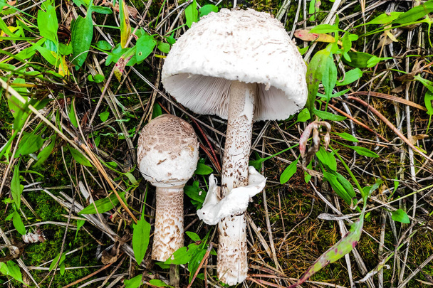 Mushroom Macrolepiota procera close-up. - Photo, Image
