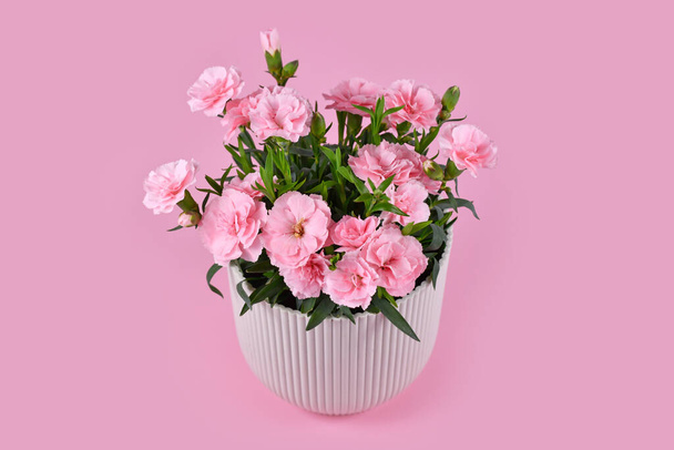 Beautiful pink Dianthus flowers in pot on pink background - 写真・画像