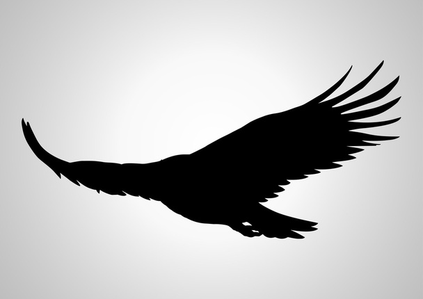 Silueta de águila voladora
 - Vector, Imagen