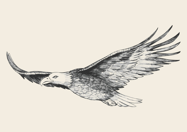 Парящий орел эскиз - Вектор,изображение