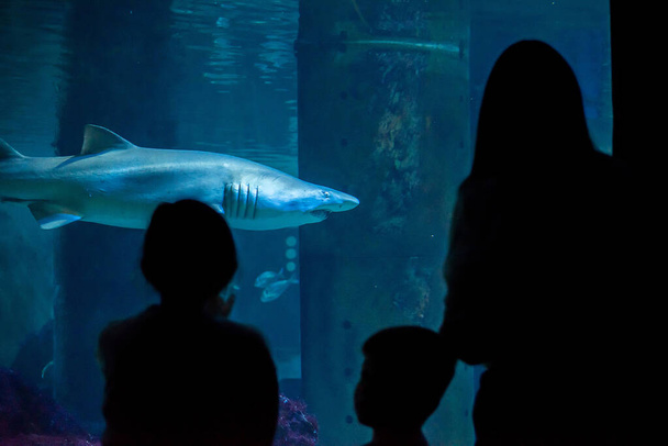 una famiglia all'Acquario guarda con timore il grande squalo - Foto, immagini