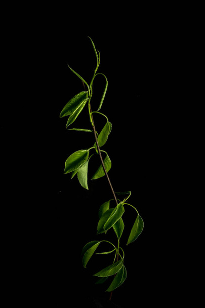 Young green birch leaves on a black background. Graceful beautiful branch. Vertical photo  - Fotó, kép