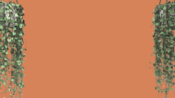 Dschungel-Rahmen, biophile Konzeptidee. Tropische Blätter isoliert auf orangefarbenem Hintergrund mit Kopierraum. Cerpegia woodii Hängepflanzen - Foto, Bild