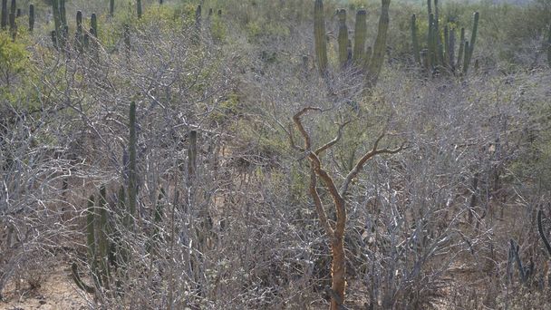 Krajobraz półpustynny w Baja California Sur, Meksyk z typowymi gigantycznymi kaktusami - Zdjęcie, obraz