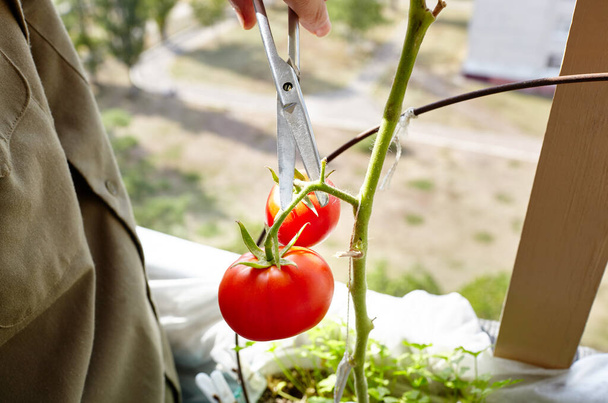 Männerhände ernten die Tomatenpflanze mit der Schere. Bauer bei der Gartenarbeit im heimischen Gewächshaus - Foto, Bild