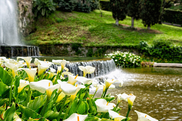 Όμορφο ιταλικό πάρκο με λουλούδια calla και καταρράκτη. Ιταλία, Λάτσιο, Τίβολι, Villa d 'Este.  - Φωτογραφία, εικόνα