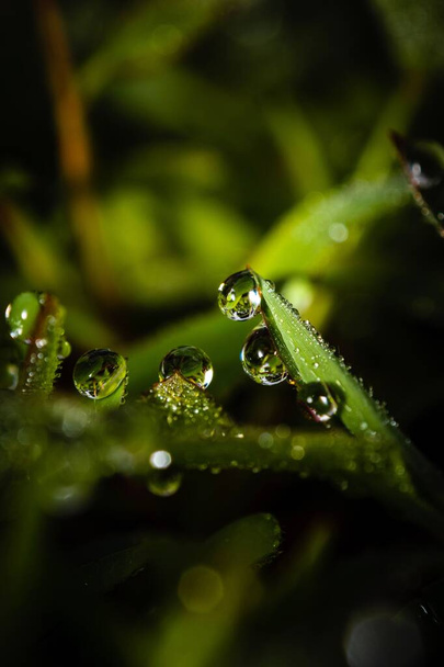 A vertical closeup shot of dew on green grass - Φωτογραφία, εικόνα