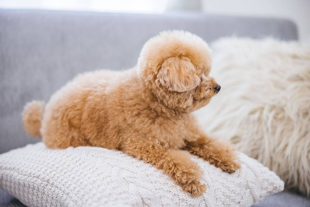 A cute toy poodle sitting on a white pillow against blurred background - Foto, imagen