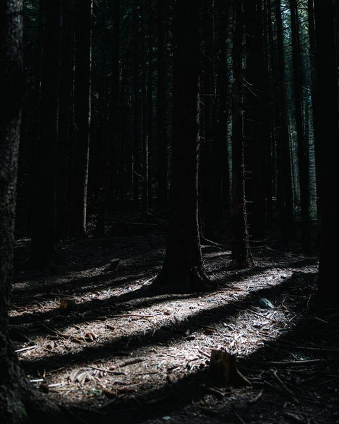 A vertical shot of a dark forest with sun rays - Valokuva, kuva