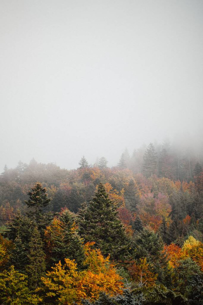 An autumn forest with colorful trees lost in fog, vertical - Foto, afbeelding