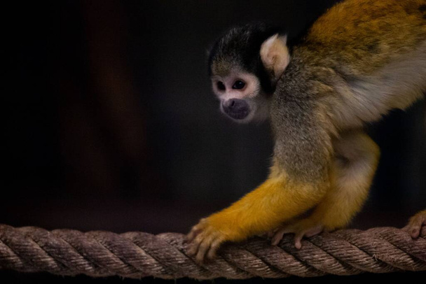 A closeup of a cute Squirrel monkey on a rope with black background - Foto, imagen