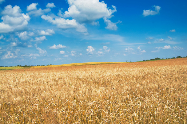 Amazing yellow field of wheat. - Фото, зображення