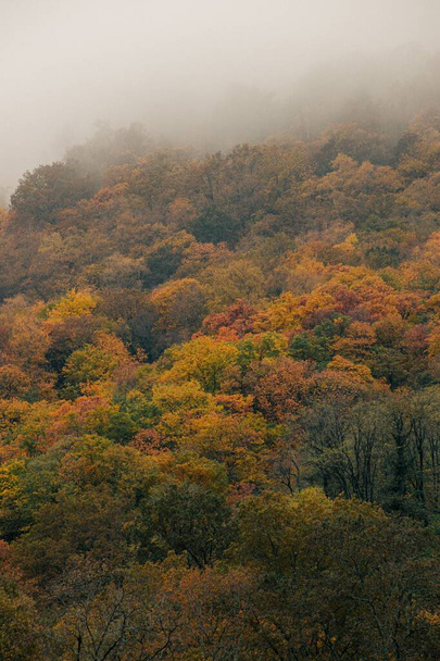 A scenic landscape in foggy autumn forest - Foto, imagen