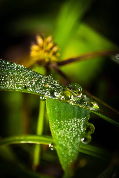 A vertical closeup shot of dew on green grass - Photo, Image