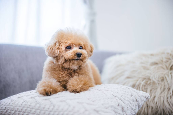 A close-up of a cute fluffy toy poodle sitting on a gray pillow - Foto, imagen