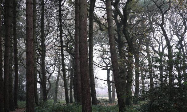 A scenic view of leafless trees in Sutton park, Birmingham, UK - Fotó, kép