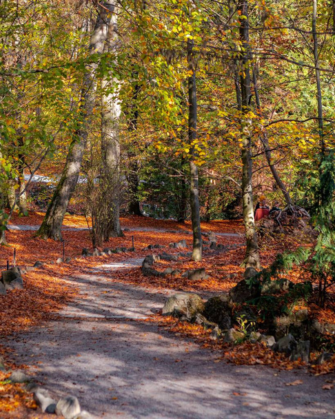 A vertical shot of a trail through an autumn forest - Zdjęcie, obraz