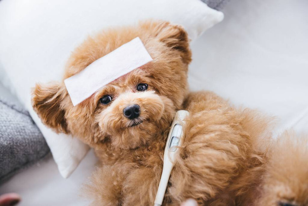 A close-up of a cute fluffy sick toy poodle lying on the bed - Foto, imagen