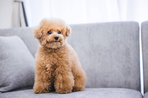 A close-up of a cute fluffy toy poodle sitting on a gray sofa - Foto, Imagem