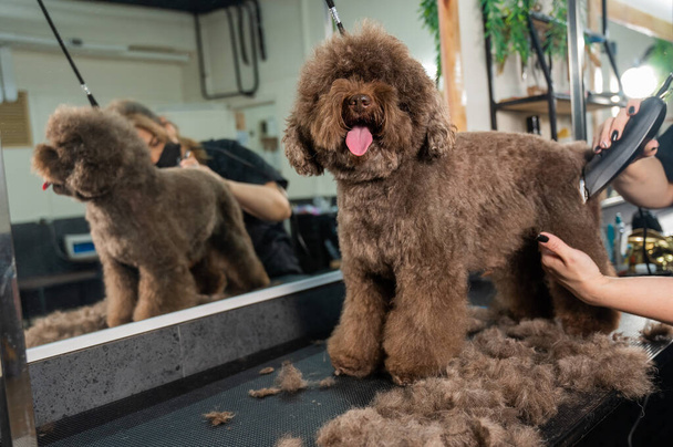 A woman trims a brown curly dog with an electric razor in a grooming salon. Poodle and lapdog mix - Фото, изображение