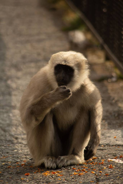 Pionowe zbliżenie Macaque siedzi na ziemi - Zdjęcie, obraz