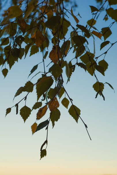 A vertical shot of tree's leaves against blue sky - Foto, Imagen
