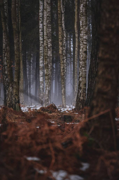 A vertical shot of an empty spring forest with melting snow - Photo, Image
