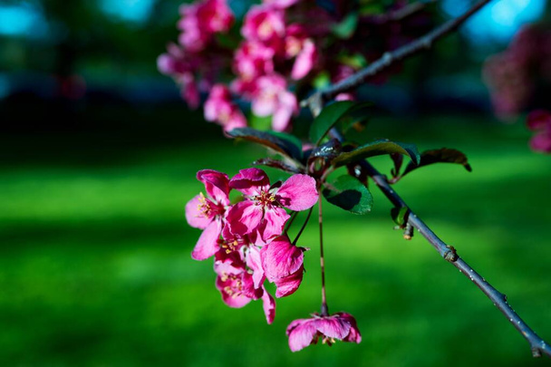 A beautiful view of an apple tree flower in the garden - Фото, изображение