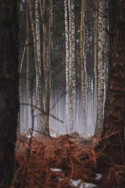 A vertical shot of the tall thin pine trees in the forest with dried grass and plants merged with a mist - Foto, afbeelding