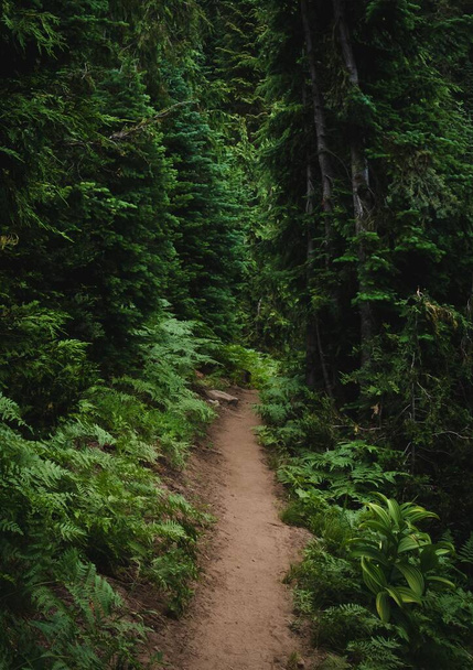 A vertical shot of a narrow trail passing through a dense green forest during the daytime - Fotoğraf, Görsel