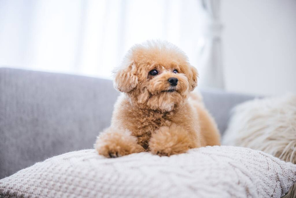 A close-up of a cute fluffy toy poodle sitting on a gray pillow - Foto, Bild