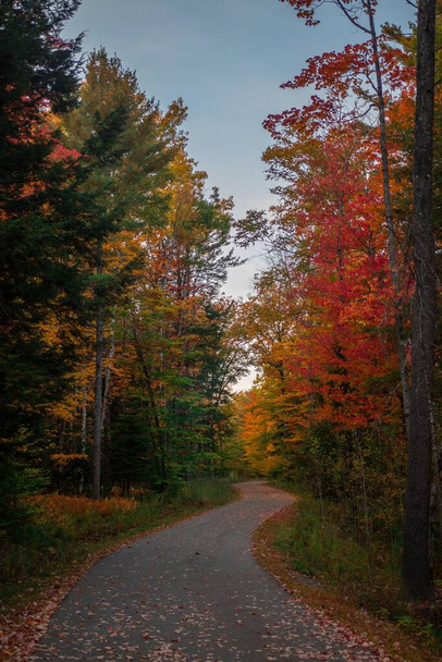 A vertical shot of a road passing through a forest during autumn - Fotó, kép