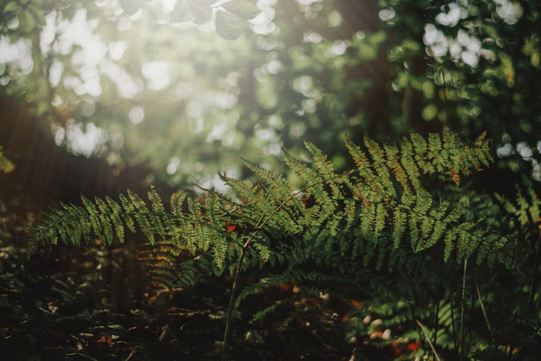 Detailní záběr krásné zelené rostliny v hustém lese během podzimu - Fotografie, Obrázek