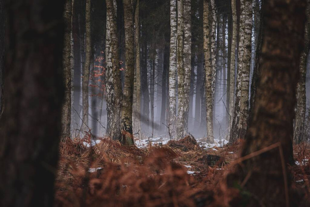 A selective focus of the tall thin pine trees in the forest with dried grass and plants merged with a mist - Fotografie, Obrázek